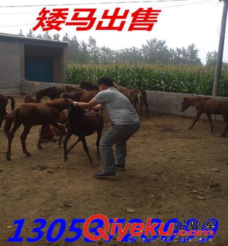 廣東德寶矮馬  漢宮矮馬 袖珍矮繁育基地