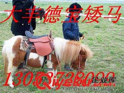 廣東德寶矮馬  漢宮矮馬 袖珍矮繁育基地