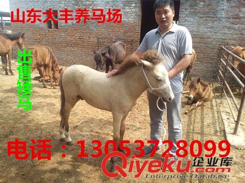 出售最矮的馬匹 德寶矮馬 袖珍矮馬 漢宮矮馬 臨沂照相矮馬價格