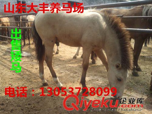 四川哪里有矮馬養(yǎng)殖場，德寶矮馬，迷你矮馬，漢宮矮馬，矮馬駒原始圖片2