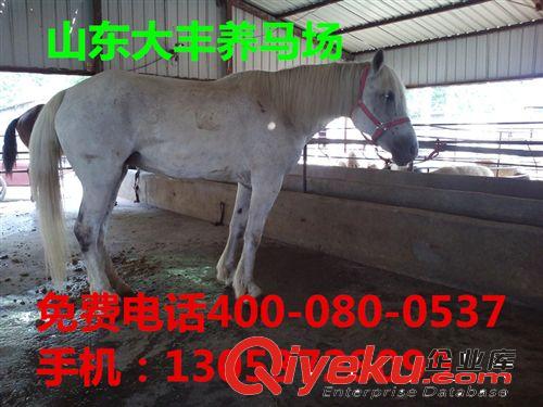 四川哪里有矮馬養(yǎng)殖場，德寶矮馬，迷你矮馬，漢宮矮馬，矮馬駒原始圖片3