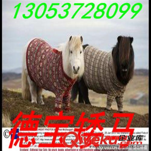 臺州矮馬繁育基地銷售矮馬品種 矮馬養(yǎng)殖技術(shù) 矮馬{zx1}價(jià)格