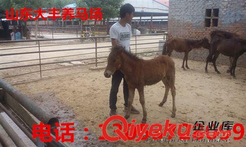沈陽矮馬養(yǎng)殖場 德寶矮馬 袖珍矮馬 漢宮矮馬銷售基地