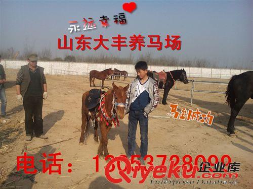 沈陽矮馬養(yǎng)殖場(chǎng) 德寶矮馬 袖珍矮馬 漢宮矮馬銷售基地