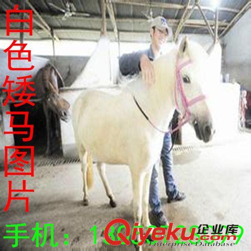 沈陽矮馬養(yǎng)殖場(chǎng) 德寶矮馬 袖珍矮馬 漢宮矮馬銷售基地