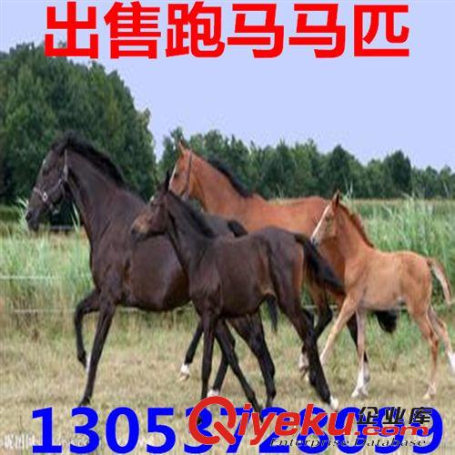 沈陽矮馬養(yǎng)殖場 德寶矮馬 袖珍矮馬 漢宮矮馬銷售基地