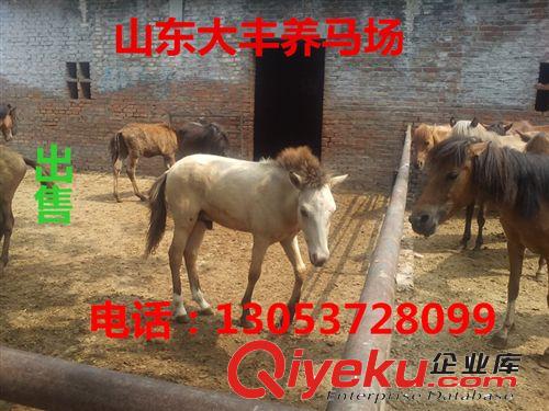 西安矮馬養(yǎng)殖場銷售照相矮馬 旅游場矮馬 景區(qū)用德寶矮馬原始圖片3
