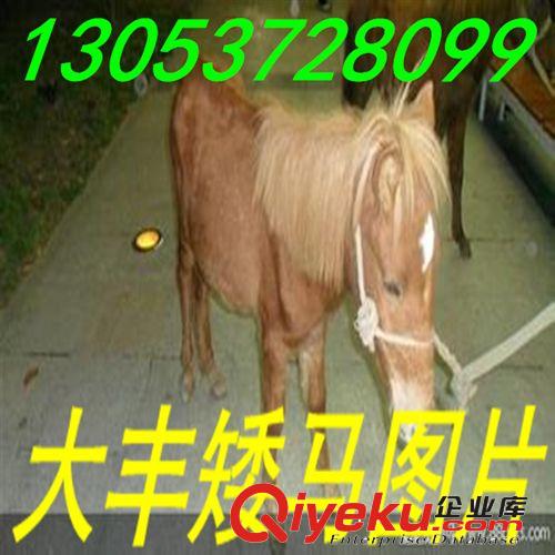 騎乘矮馬 大人騎矮馬 景區(qū)用矮馬 溫州旅游場矮馬養(yǎng)殖場原始圖片3