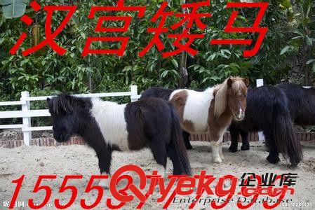 溫州矮馬 景區(qū)矮馬 照相矮馬 騎乘馬 德寶矮馬 純血馬養(yǎng)殖場(chǎng)原始圖片3