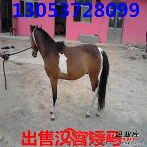 溫州矮馬 景區(qū)矮馬 照相矮馬 騎乘馬 德寶矮馬 純血馬養(yǎng)殖場(chǎng)