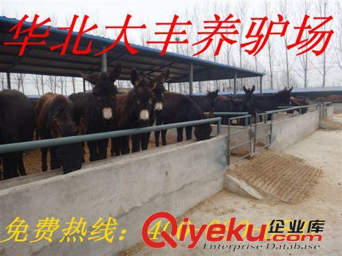 出售小驢駒 毛驢 改良肉驢 育肥肉驢 河北大型養(yǎng)驢基地