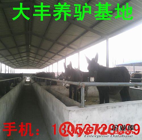 出售小驢駒 毛驢 改良肉驢 育肥肉驢 河北大型養(yǎng)驢基地