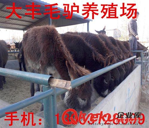出售小驢駒 毛驢 改良肉驢 育肥肉驢 河北大型養(yǎng)驢基地