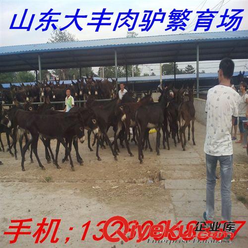 內(nèi)蒙古養(yǎng)驢基地 毛驢 德州肉驢 三粉驢 烏頭驢養(yǎng)殖