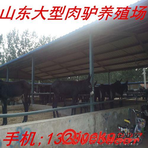 內(nèi)蒙古養(yǎng)驢基地 毛驢 德州肉驢 三粉驢 烏頭驢養(yǎng)殖