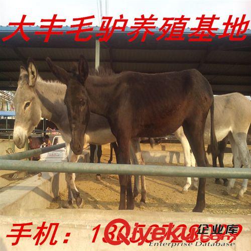 內(nèi)蒙古養(yǎng)驢基地 毛驢 德州肉驢 三粉驢 烏頭驢養(yǎng)殖