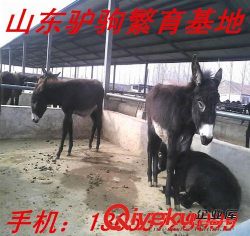 黑龍江哪里賣毛驢 德州肉驢 屠宰肉驢 德州肉驢市場價格