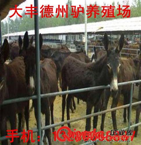 包頭大型養驢場 德州驢 烏頭驢 三粉驢 小毛驢 驢駒批發