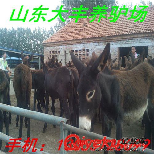 張家口肉驢繁育基地 毛驢 德州驢 烏頭驢 三粉驢 大型肉驢養殖