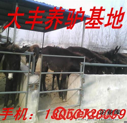 安徽養驢場 肉驢 毛驢 驢駒 德州驢 烏頭驢 三粉驢養殖基地