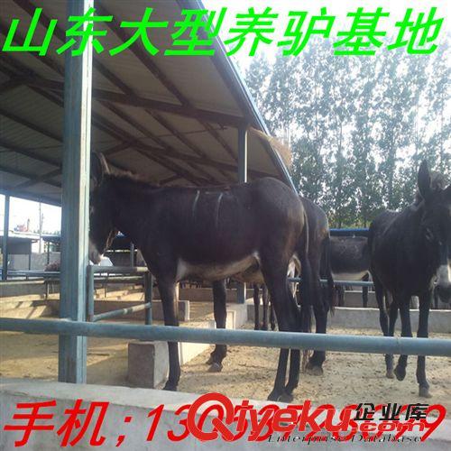 吉林出售改良毛驢 育肥肉驢 屠宰肉驢 德州驢 三粉驢