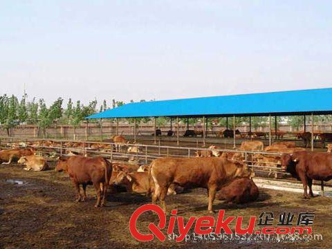 廠家大量銷售魯西黃牛  肉牛  提供養殖技術  歡迎前來訂購