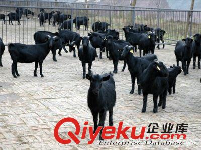 廠家大量銷售魯西黃牛  肉牛  提供養殖技術  歡迎前來訂購