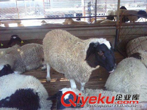 純種波爾山羊-波爾山羊-波爾山羊【月增長20-22斤，出肉率50%】