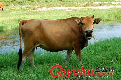 純種波爾山羊-波爾山羊-波爾山羊【月增長20-22斤，出肉率50%】