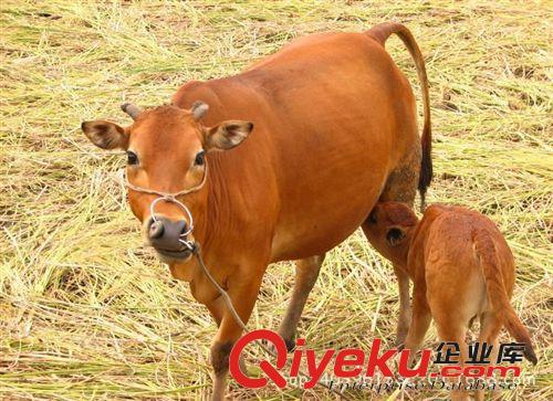 市場上牛羊現在都什么價格