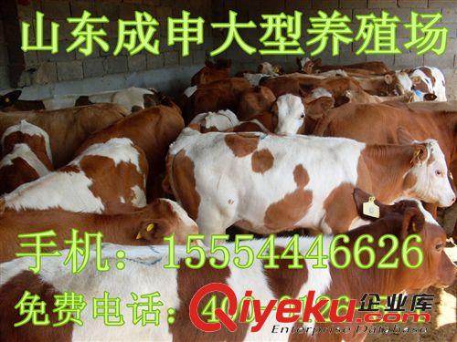 山東大免費提供養驢技術純種肉牛小尾寒羊