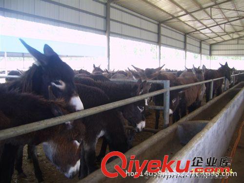 山西養(yǎng)牛場種羊養(yǎng)殖基地單酒糟養(yǎng)牛國提供全面的肉牛、原始圖片3