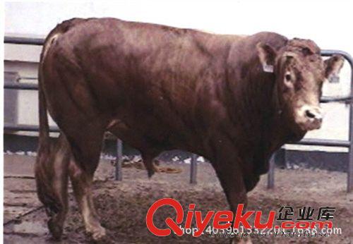 山東金大地肉牛養殖基地向全國提供全面的肉牛養殖技術原始圖片2