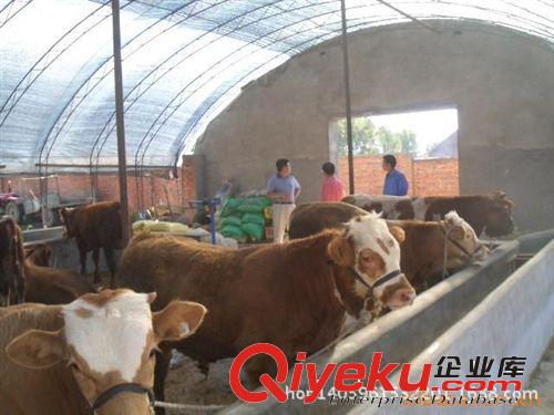 魯西黃牛牛犢價格/魯西黃牛犢/魯西南黃牛養(yǎng)殖/魯西南魯西黃肉牛