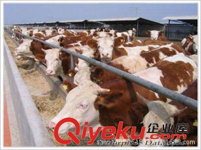 供應肉牛犢_改良肉牛_魯西黃牛犢_肉牛{zd1}價格表