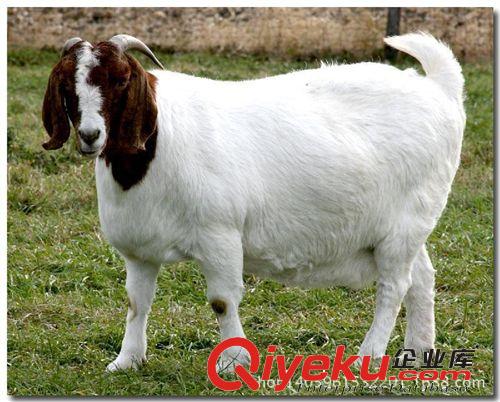 供應肉牛犢_改良肉牛_魯西黃牛犢_肉牛{zd1}價格表