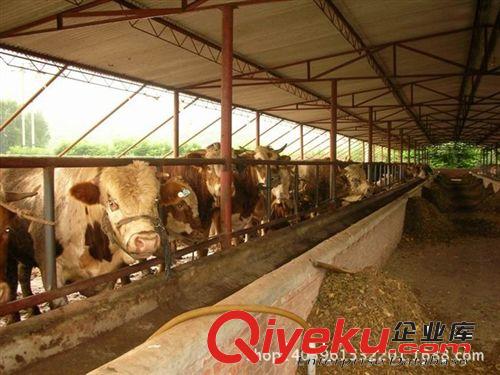 純種肉牛種苗 魯西黃牛; 廣西養羊場湖南養羊西門塔爾牛
