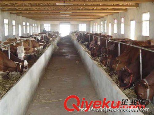 純種肉牛種苗 魯西黃牛; 廣西養羊場湖南養羊西門塔爾牛