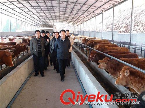 純種肉牛種苗 魯西黃牛; 廣西養羊場湖南養羊西門塔爾牛