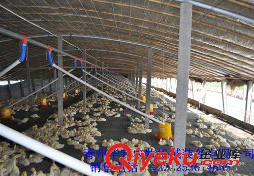 養(yǎng)鴨料線(xiàn)肉種鴨自動(dòng)喂料線(xiàn)價(jià)格等養(yǎng)鴨設(shè)備盡在華邦農(nóng)牧機(jī)械原始圖片2