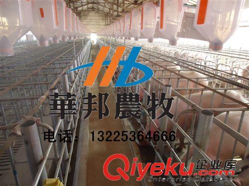 青州華邦專業(yè)生產(chǎn)養(yǎng)豬設(shè)備 養(yǎng)豬料線 豬用自動化料線