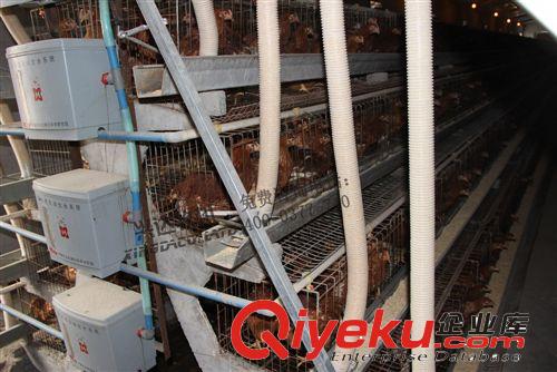兩列三層肉雞蛋雞籠養(yǎng)自動喂料機(jī) 養(yǎng)雞場自動喂料機(jī)廠家直銷原始圖片2