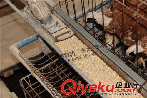 兩列三層肉雞蛋雞籠養(yǎng)自動喂料機(jī) 養(yǎng)雞場自動喂料機(jī)廠家直銷原始圖片3