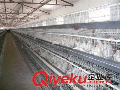合同雞 豬制定養殖畜牧舍 天俊畜牧工程有限公司