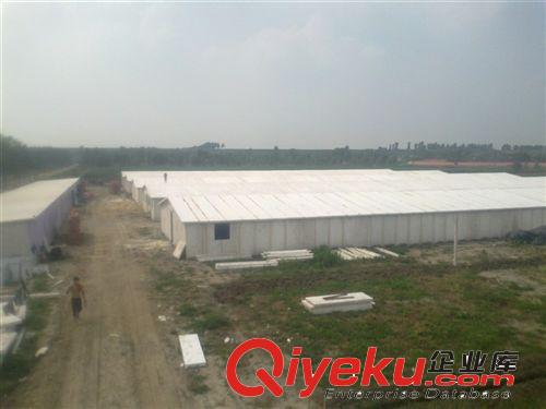 規(guī)模化養(yǎng)殖大棚建造 適用于 雞舍 豬舍 鴨舍 鵝舍 等畜牧舍