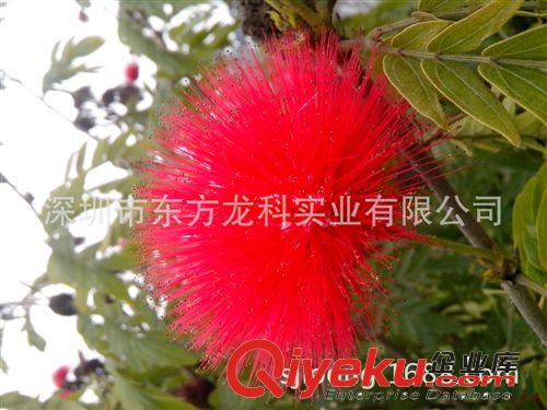 （羅）2014{zss}的手機外殼|手機皮套——使用uv印花效果