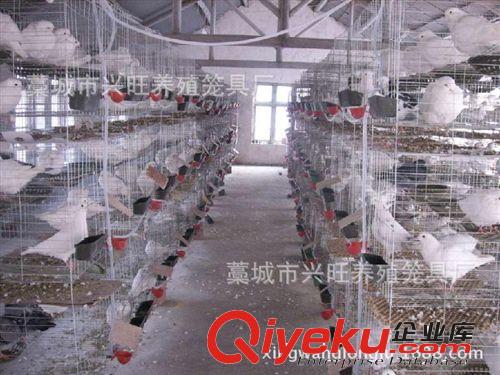 批發(fā)南寧鴿子籠，江西鴿籠，養(yǎng)鴿子用品推拉門鴿子籠加粗加密原始圖片3