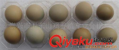 供應(yīng)鷓鴣種蛋