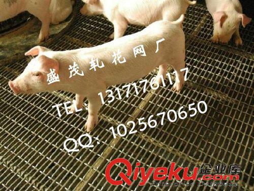 廠家生產養殖用鐵絲網|養殖狐貍用編織網|諸城養殖網|鐵絲網