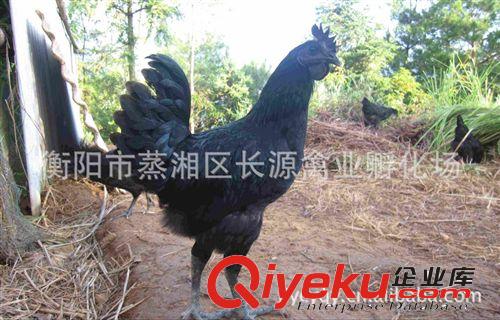 低價現貨出售大量黑土雞 量大價優 專車送貨上門